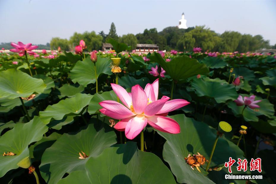 北海公園のハスの花満開へ　北京市