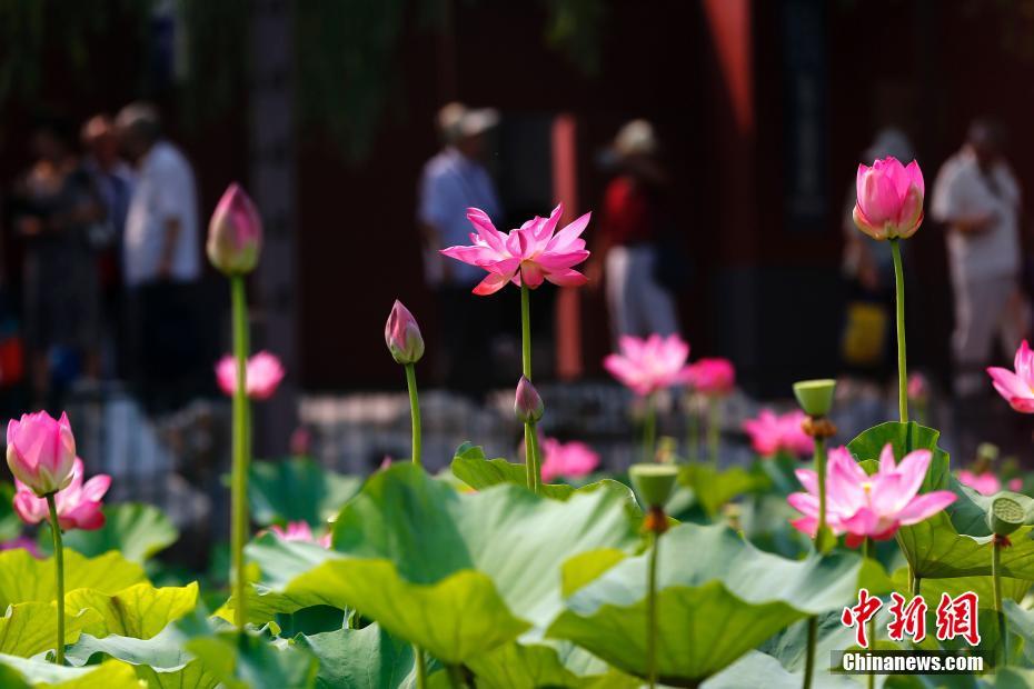 北海公園のハスの花満開へ　北京市