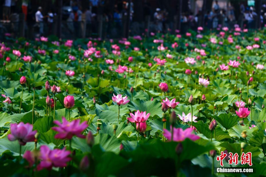 北海公園のハスの花満開へ　北京市