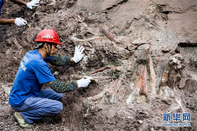 重慶市雲(yún)陽県で世界クラスの恐竜化石群発見