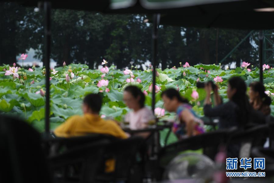 見頃を迎えた杭州西湖のハスの花　浙江省