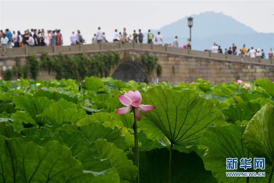 見頃を迎えた杭州西湖のハスの花　浙江省