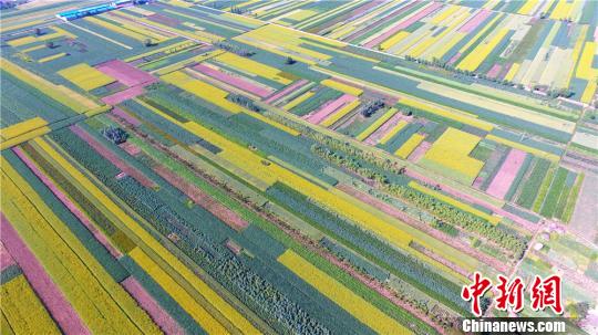 上空から見た甘粛省の菜の花畑　絵畫のような美しさ