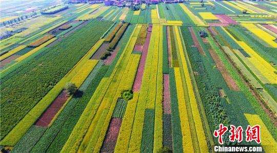 上空から見た甘粛省の菜の花畑　絵畫のような美しさ