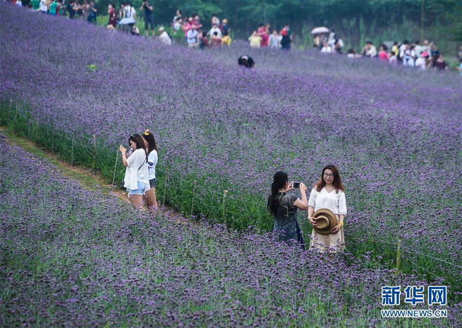 「紫色の花の?！工螛斚喑胜工霚洪_のクマツヅラ　杭州市