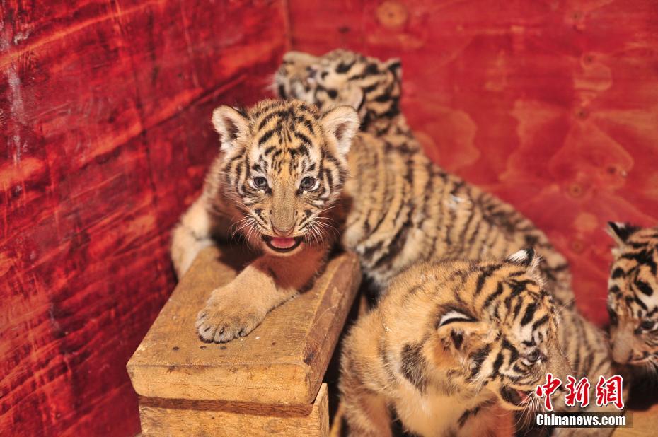 雲(yún)南野生動(dòng)物園ですくすく成長(zhǎng)する七つ子の赤ちゃんトラ