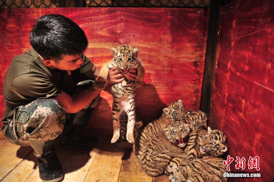 雲(yún)南野生動物園ですくすく成長する七つ子の赤ちゃんトラ