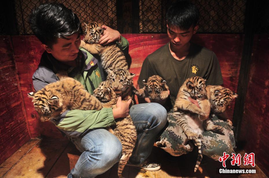 雲(yún)南野生動物園ですくすく成長する七つ子の赤ちゃんトラ