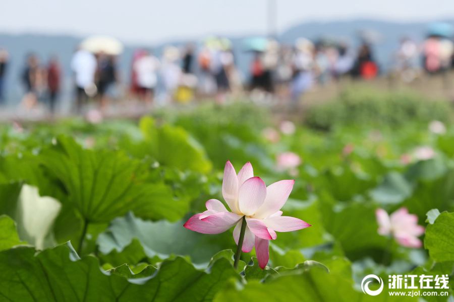 真夏到來！　西湖のハスが見頃に　杭州市