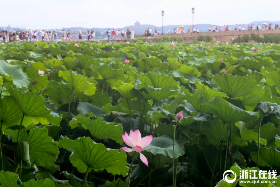 真夏到來！　西湖のハスが見頃に　杭州市