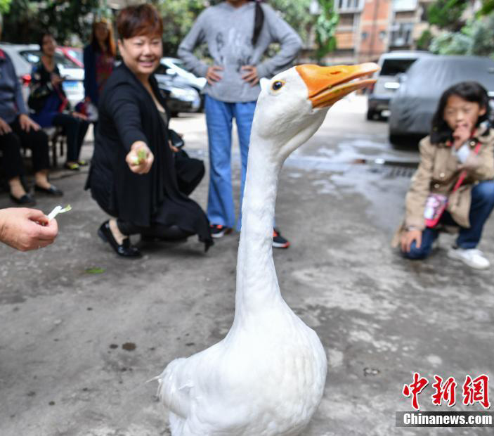 老人、ペットのガチョウを連れ散歩する　昆明市