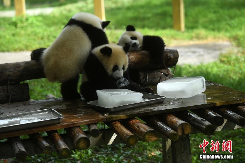 暑さ対策にパンダに氷の塊をプレゼント　重慶市