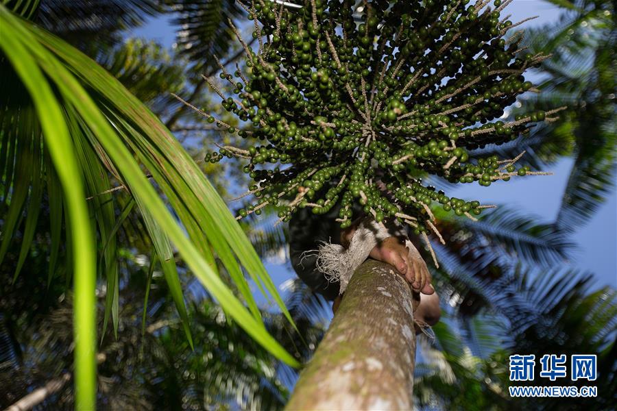 ブラジルの「スーパーフルーツ」アサイー