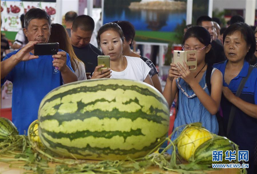 第10回遼寧國際農(nóng)業(yè)博覧會に約63.5キロのスイカ登場　遼寧省