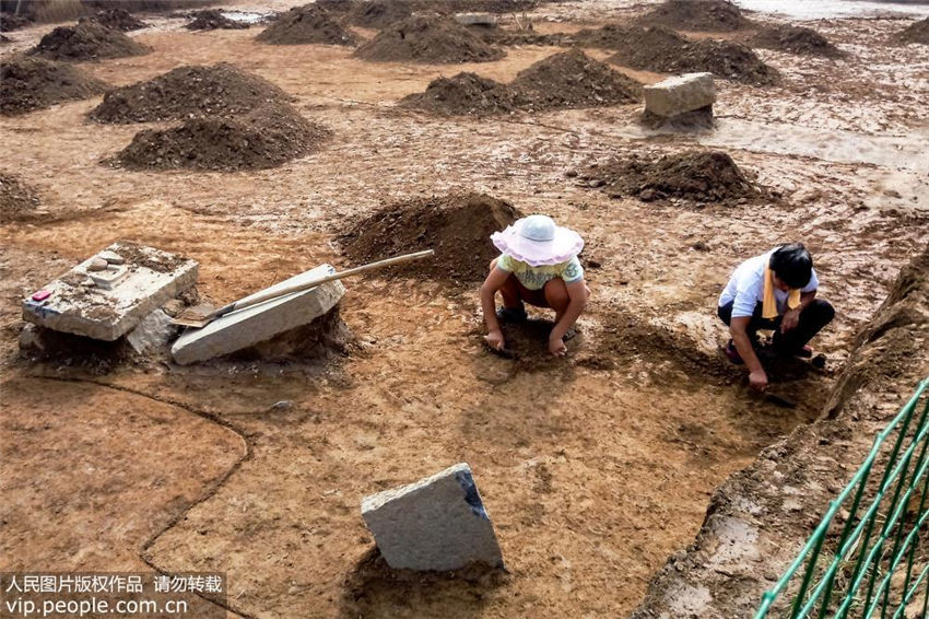 劉荘遺跡の発掘調(diào)査再開　劉荘墓地の全貌がほぼ明らかに