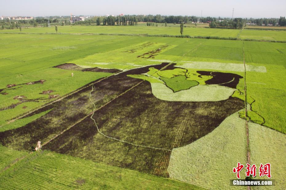 巨大なアート作品が出現(xiàn)　田んぼに描かれた「三生三世十里桃花」　新疆