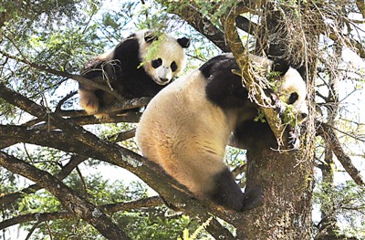 ジャイアントパンダ國家公園の設立が認可　中國