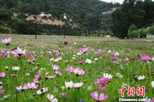  一面のコスモスに彩られた大地　甘粛省