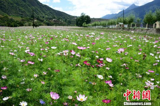  一面のコスモスに彩られた大地　甘粛省