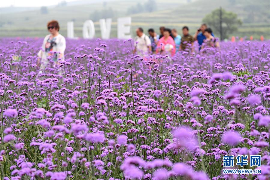 崇禮の鮮やかな夏　河北省