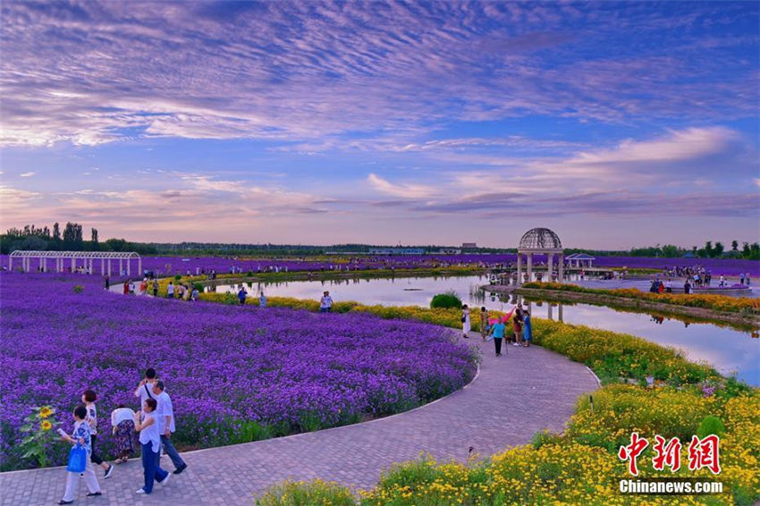 秋の夕日に照らされる金昌市の花畑が美しい　甘粛省