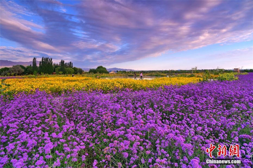 秋の夕日に照らされる金昌市の花畑が美しい　甘粛省