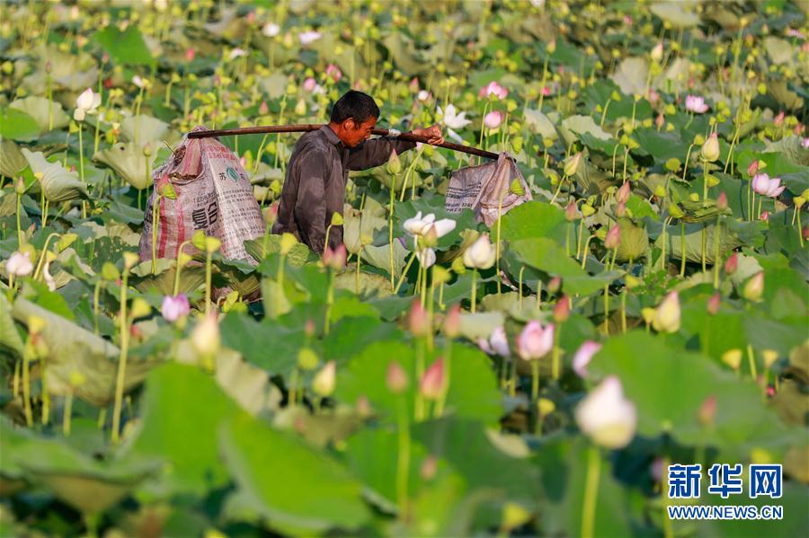 処暑迎え、ハスの花托の収穫に追われる農(nóng)家の人々　江蘇省