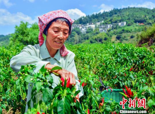 「中國で最も美しい村」、秋の収穫期を迎える　江西省