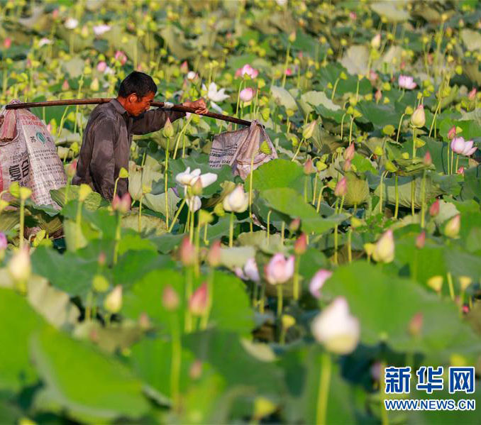 処暑迎え、ハスの花托の収穫に追われる農(nóng)家の人々　江蘇省