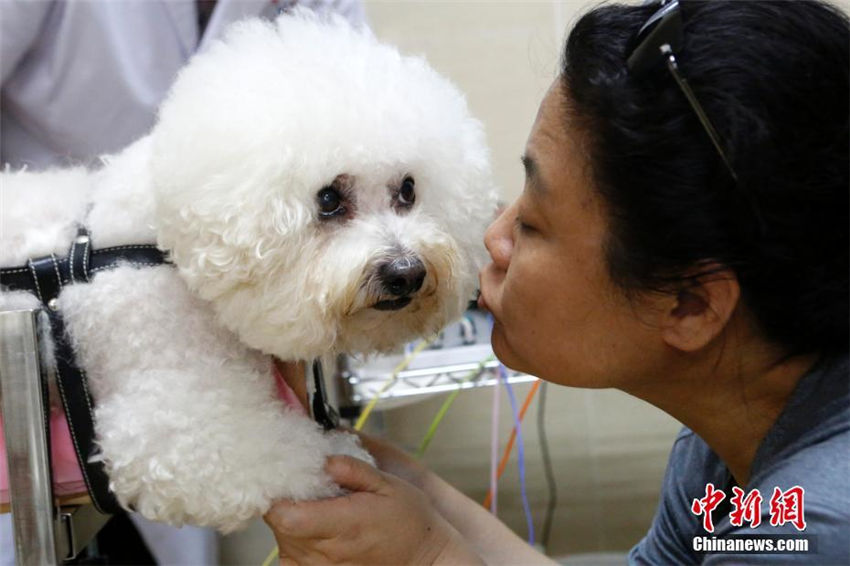 動物病院がペット向け中醫(yī)治療サービス導(dǎo)入へ　北京市