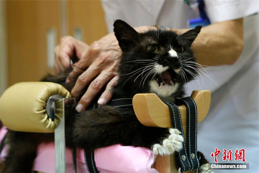 動物病院がペット向け中醫(yī)治療サービス導(dǎo)入へ　北京市