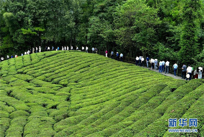 秋の伍家臺貢茶園に観光客　湖北省