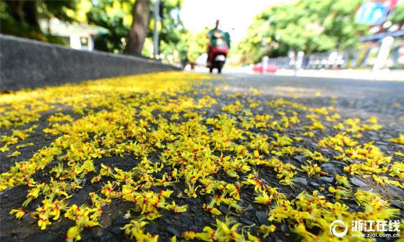 秋の気配感じさせる杭州　モクゲンジの花で道路を一面の黃金色に