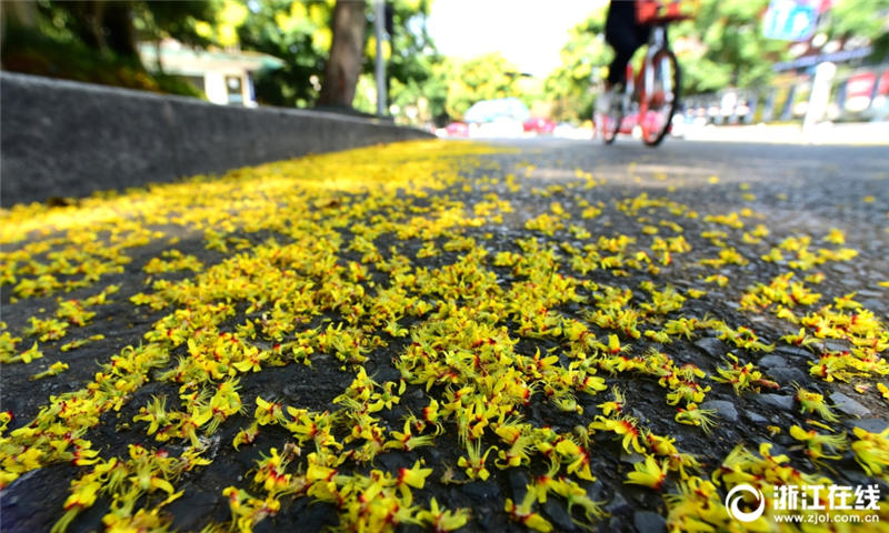 秋の気配感じさせる杭州　モクゲンジの花で道路を一面の黃金色に