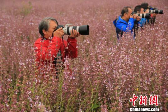 昭蘇高原のクラリセージが開花シーズン迎え、紫一色に　新疆