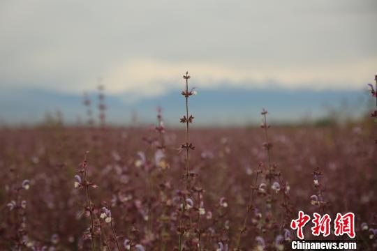 昭蘇高原のクラリセージが開(kāi)花シーズン迎え、紫一色に　新疆