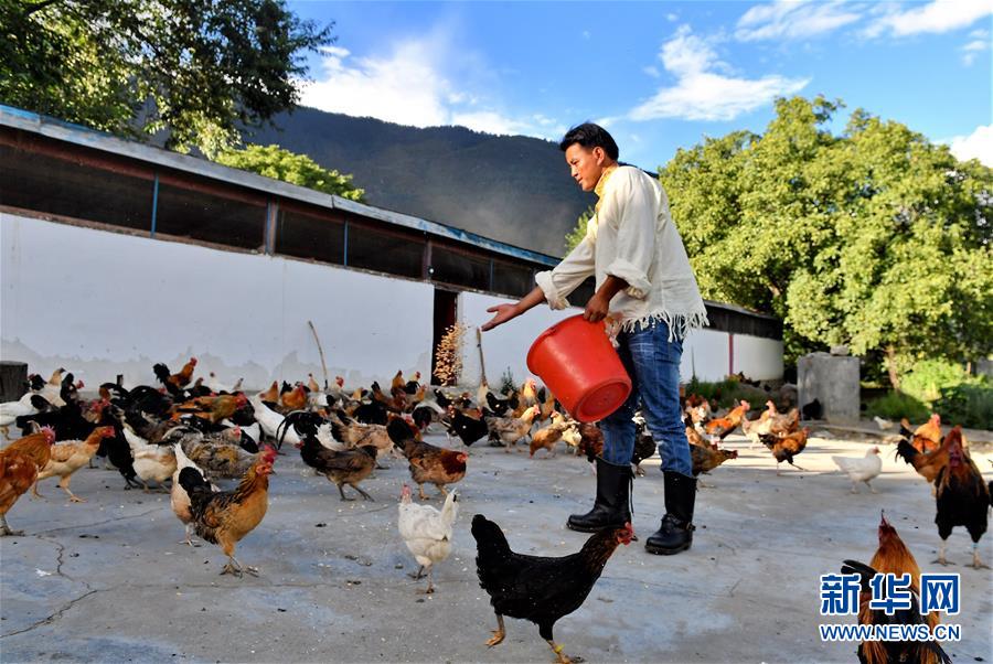 養(yǎng)鶏場や果樹栽培の発展で物々交換の歴史に幕下したチベットの村