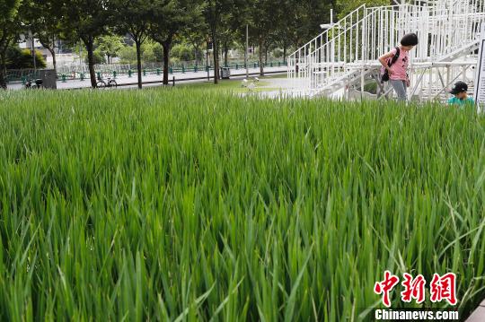 上海の街中に水田が出現(xiàn)　田園風(fēng)景を體感する市民たち