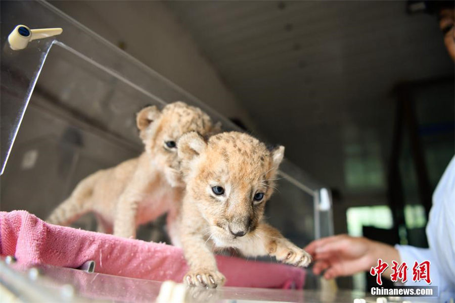 動物園の新メンバー?雙子ライオン　飼育員の世話で元気に成長　雲(yún)南