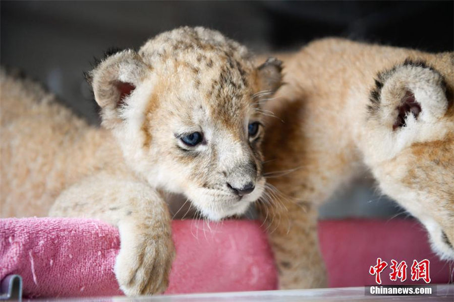 動(dòng)物園の新メンバー?雙子ライオン　飼育員の世話(huà)で元?dú)荬顺砷L(zhǎng)　雲(yún)南