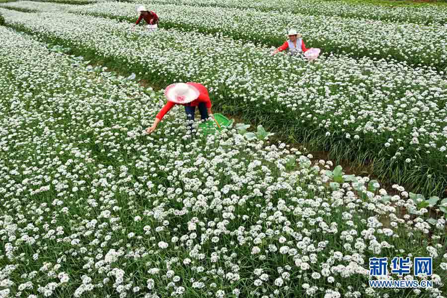 一面に白く咲くニラの花　収穫作業(yè)に勤しむ農家の人々　山東省