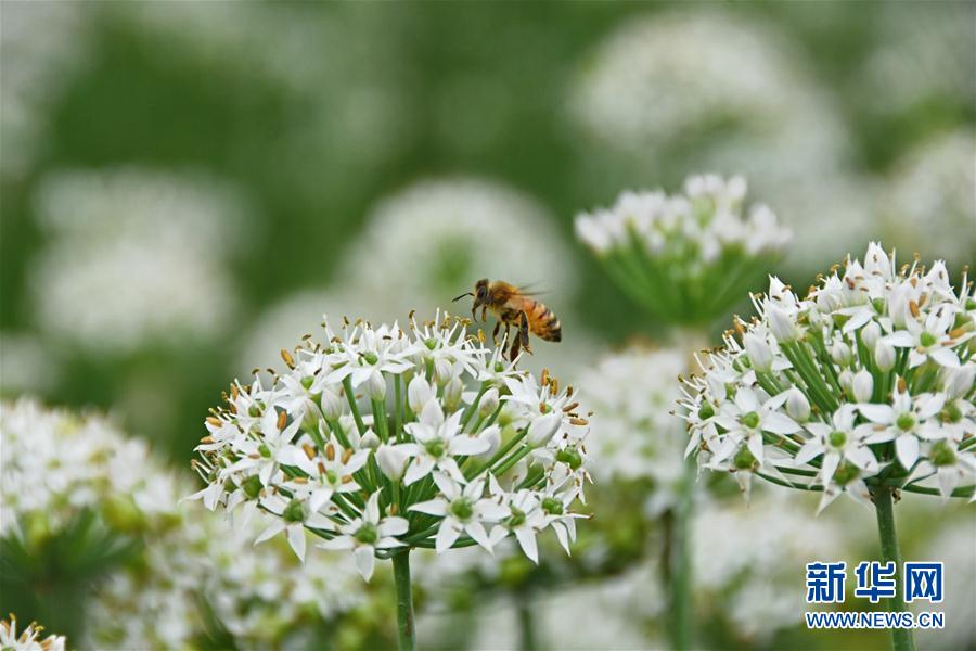 一面に白く咲くニラの花　収穫作業(yè)に勤しむ農(nóng)家の人々　山東省