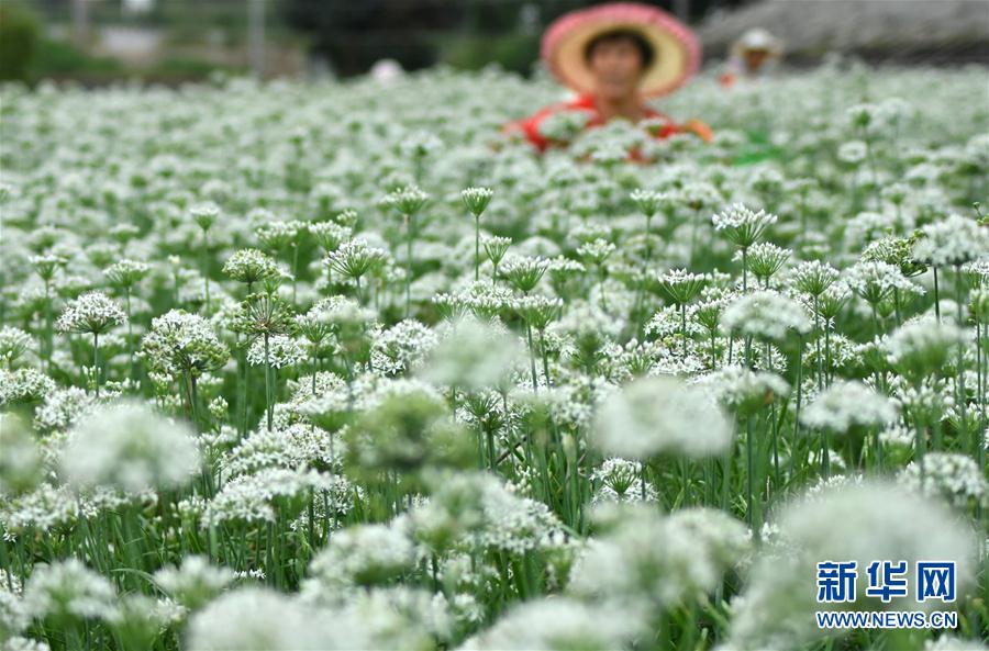 一面に白く咲くニラの花　収穫作業(yè)に勤しむ農(nóng)家の人々　山東省