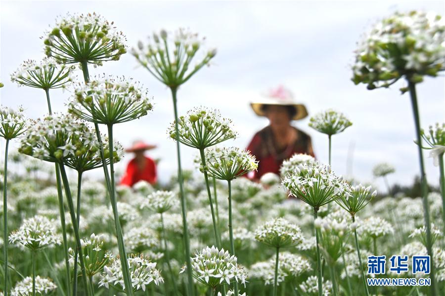 一面に白く咲くニラの花　収穫作業(yè)に勤しむ農(nóng)家の人々　山東省