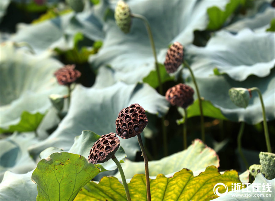 秋の訪れを奏でる「音符」　ハスの葉から伸びる様々な高さの花托　浙江省