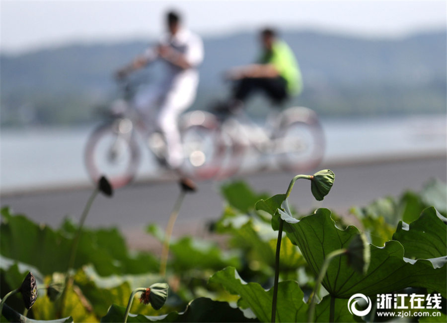 秋の訪れを奏でる「音符」　ハスの葉から伸びる様々な高さの花托　浙江省