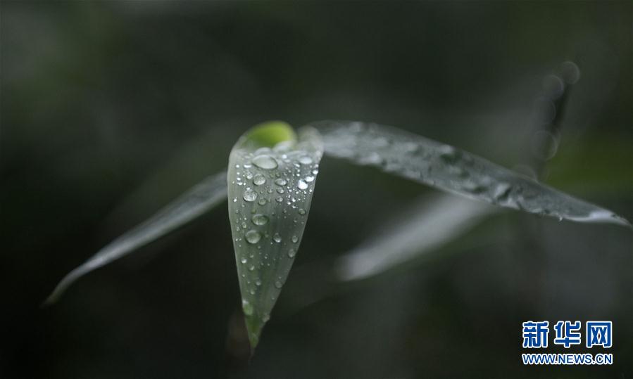 秋雨が降り、秋が深まる揚(yáng)州市