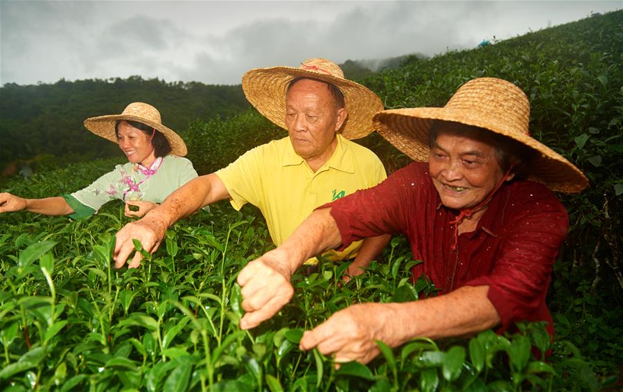 海南特産となる有機(jī)紅茶を生み出した鄭麗娟さん