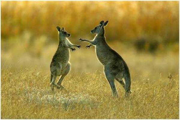 カンガルーの數(shù)が人口の2倍　豪州で食用検討の聲