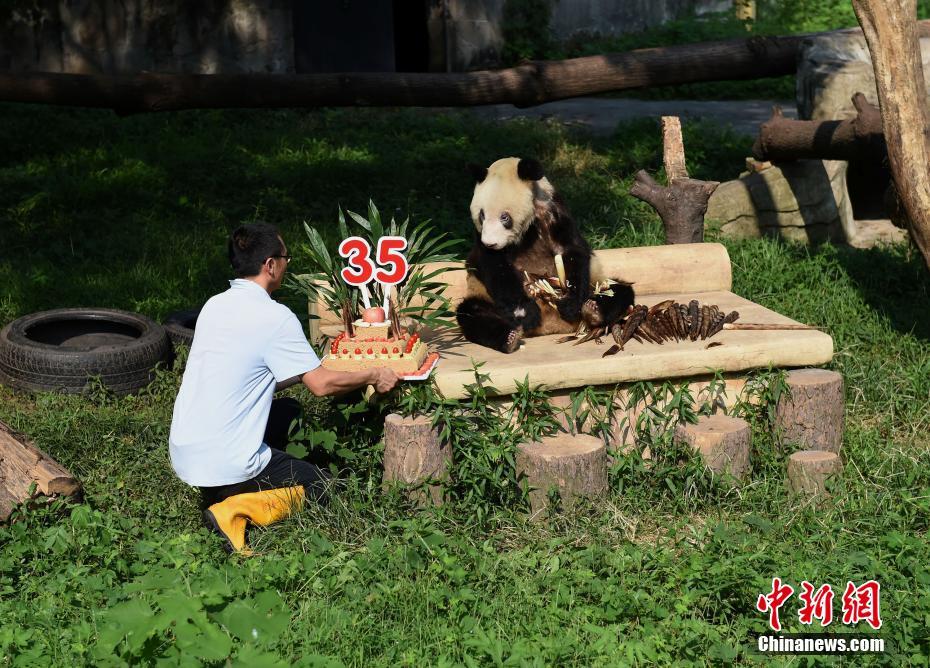 楊家坪動(dòng)物園のパンダ「新星」の35歳の誕生日パーティー　重慶市